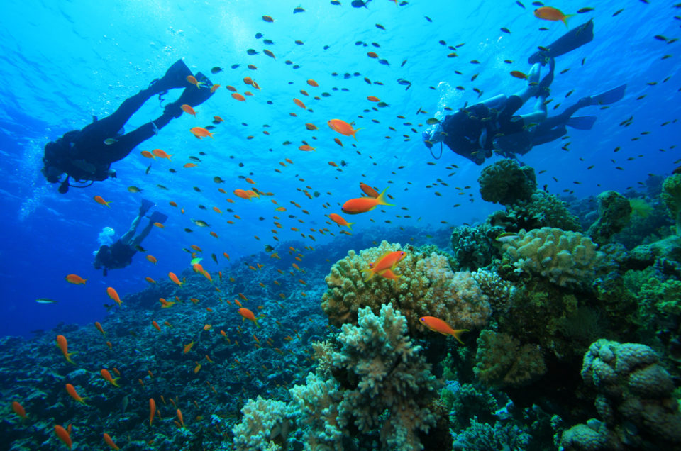 Snorkeling and Diving